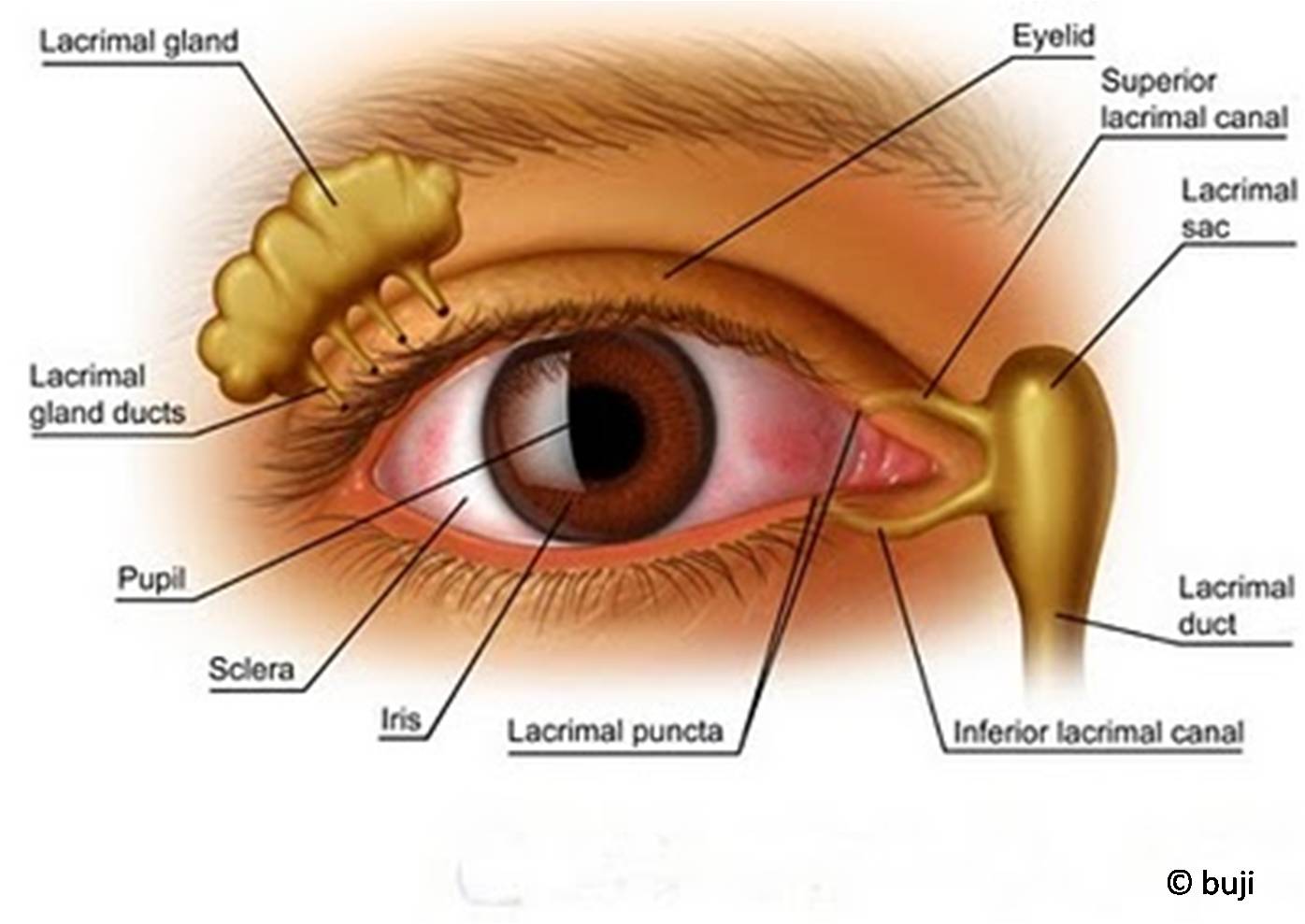 Dry Eyes Louisville, Tear Duct Louisville